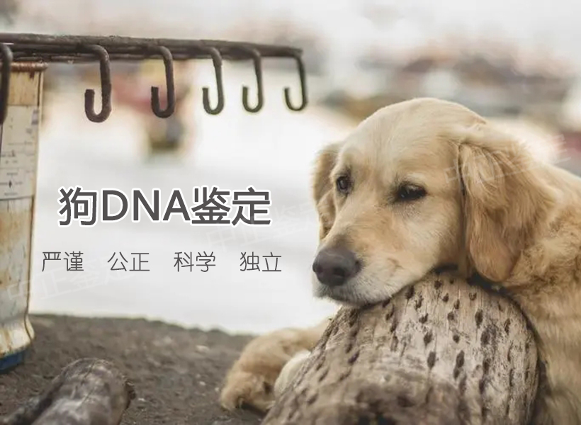 狗做动物亲子鉴定 狗做动物亲子鉴定