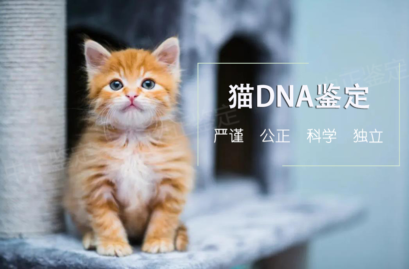 猫做动物亲子鉴定 猫做动物亲子鉴定