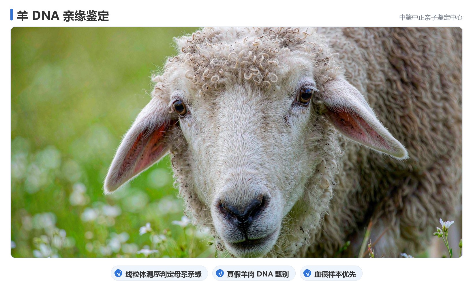 羊做动物亲子鉴定 羊做动物亲子鉴定