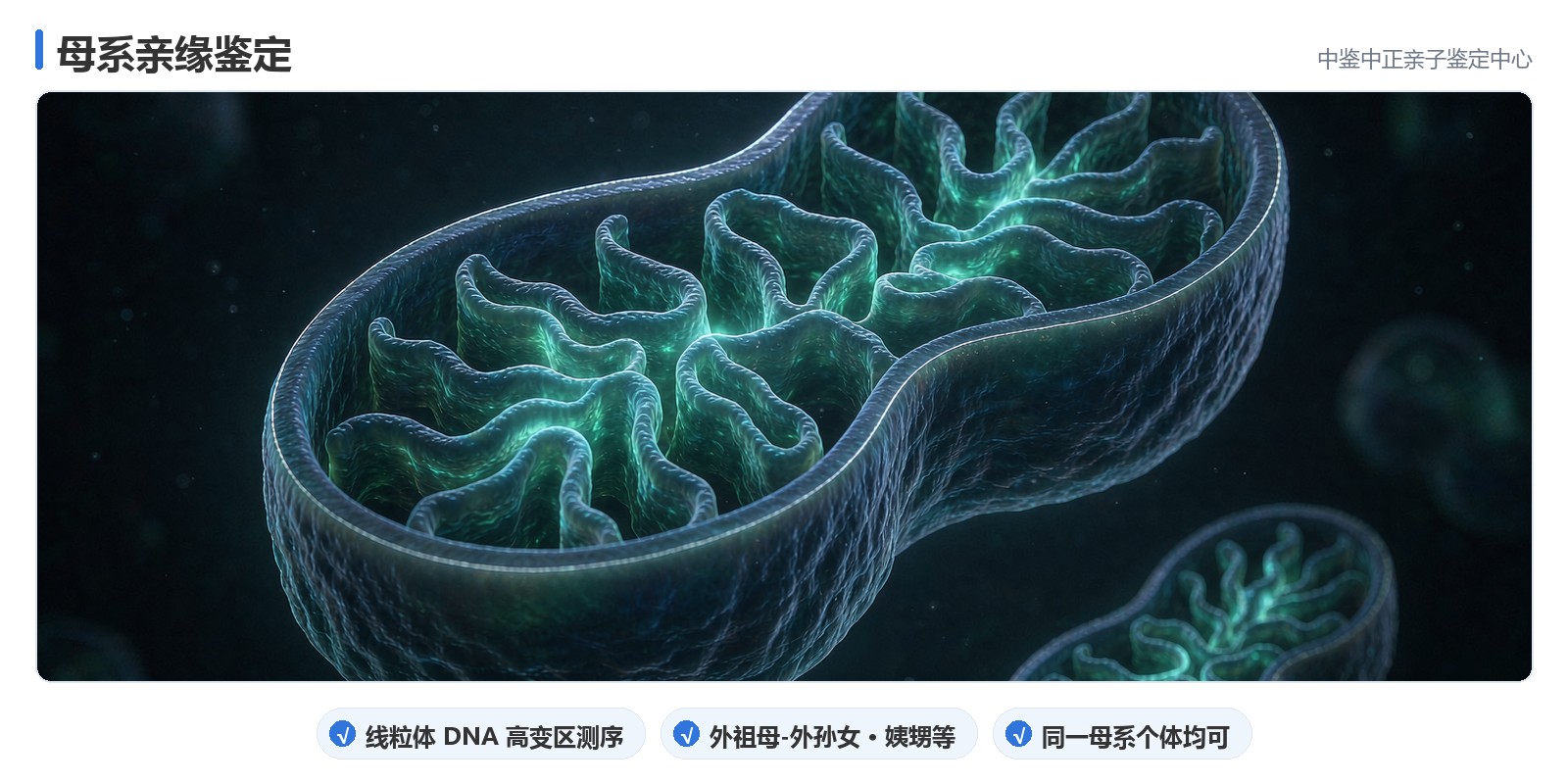 同一母系亲缘关系鉴定